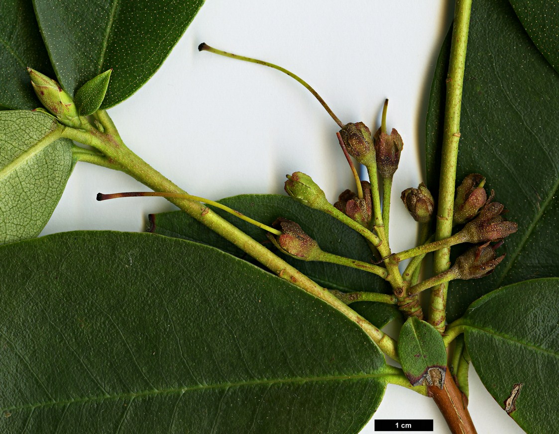 High resolution image: Family: Ericaceae - Genus: Rhododendron - Taxon: hancenanum